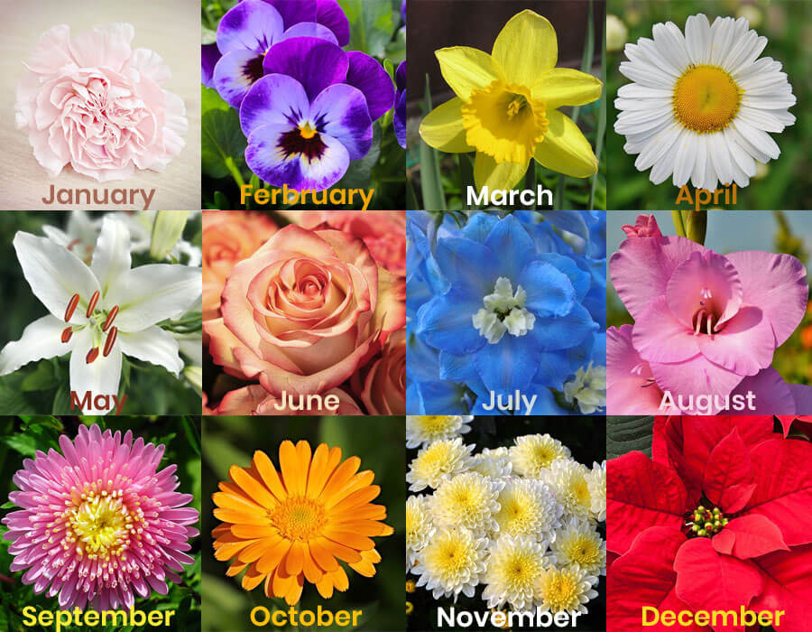 Flowers for each month